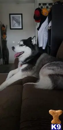 Siberian Husky stud dog