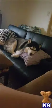 Siberian Husky stud dog