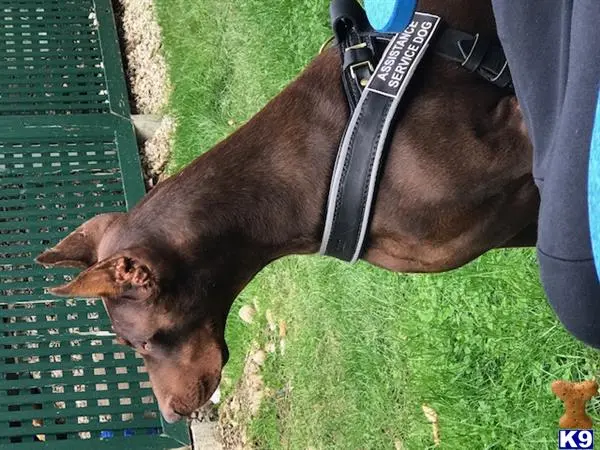 Doberman Pinscher female dog