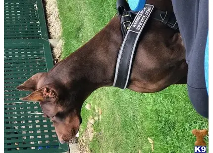 Doberman Pinscher