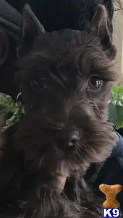 Miniature Schnauzer