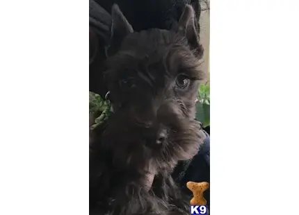 Miniature Schnauzer