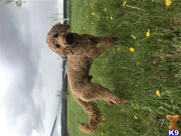 Poodle stud dog