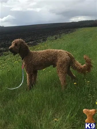 Poodle stud dog