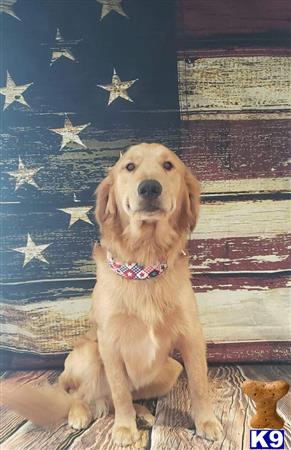 a golden retriever dog sitting on a couch