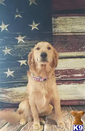 Golden Retriever stud dog