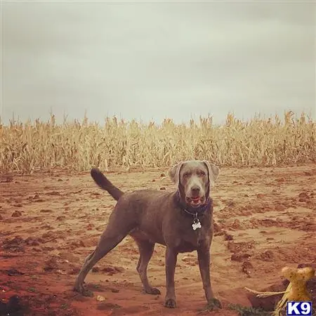 Labrador Retriever