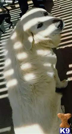 Great Pyrenees stud dog