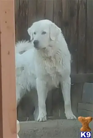 Great Pyrenees stud dog