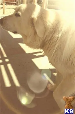 Great Pyrenees stud dog