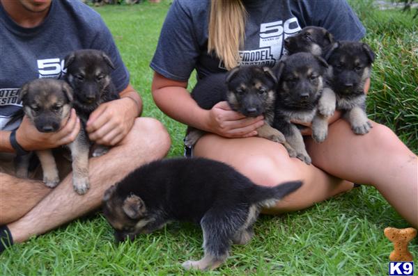 german shepherd puppy posted by janbstone