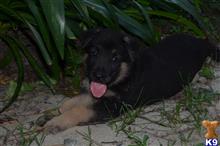 german shepherd puppy posted by janbstone