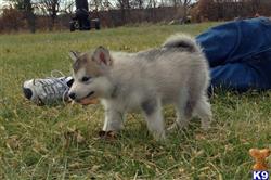 alaskan malamute puppy posted by jandmmals