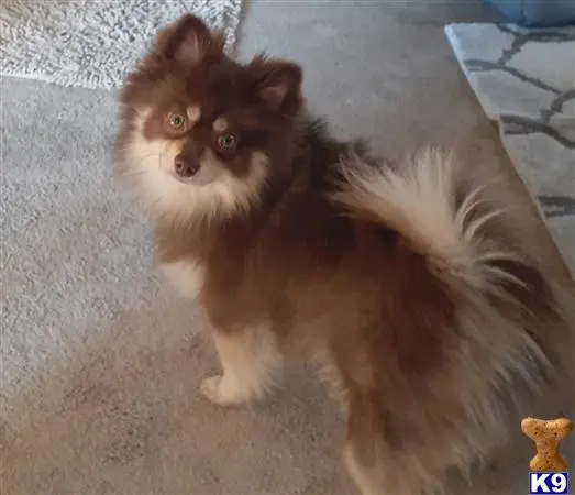 Pomeranian stud dog