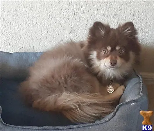 Pomeranian stud dog