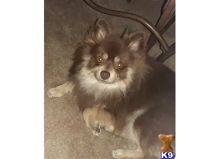 Pomeranian