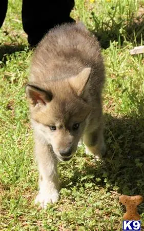 Wolf Dog puppy for sale: a wolf dog dog standing on grass