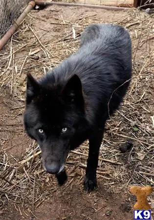 Wolf Dog puppy for sale: a black wolf dog dog in a cage