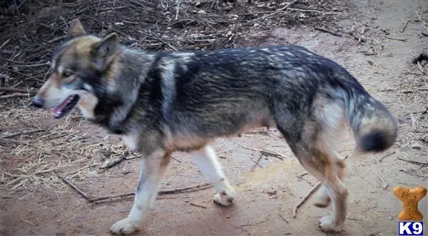Wolf Dog puppy for sale: a wolf with its mouth open
