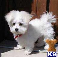 maltese puppy posted by janepablo