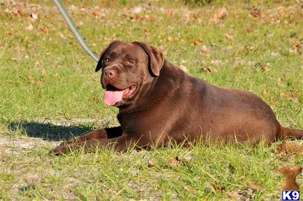 Labrador Retriever stud dog