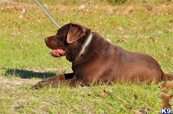 Labrador Retriever stud dog