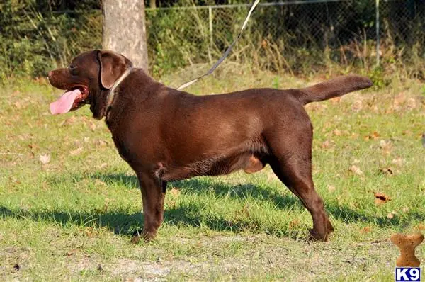 Labrador Retriever stud dog