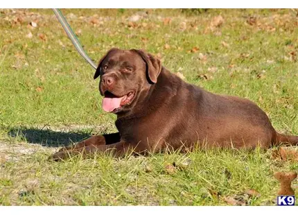 Labrador Retriever