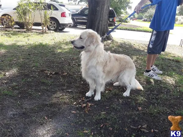 Golden Retriever stud dog