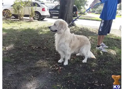 Golden Retriever