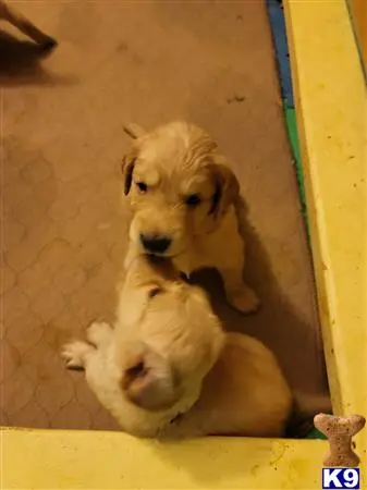 Golden Retriever puppy for sale