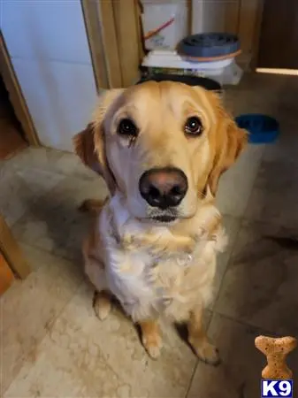 Golden Retriever stud dog