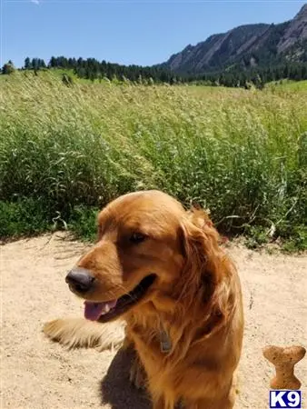 Golden Retriever stud dog