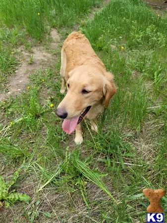 Golden Retriever stud dog