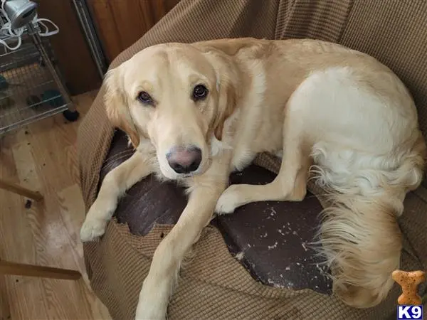 Golden Retriever stud dog