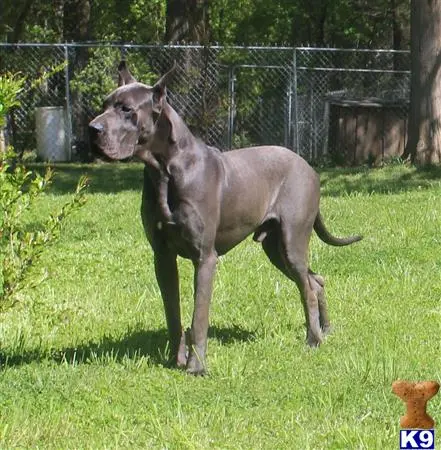 Great Dane stud dog: a horse standing in a grassy area