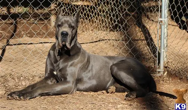 Great Dane stud dog: a wolf lying down in a cage