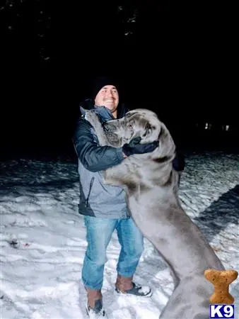 Great Dane stud dog: a person hugging a large white tiger