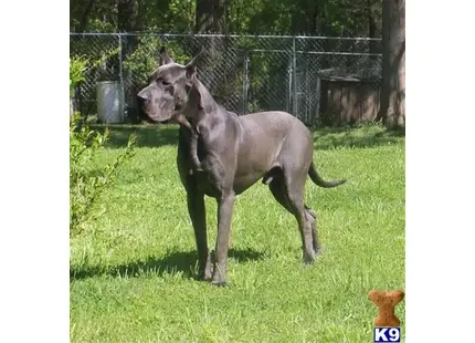 Great Dane stud dog: a horse standing in a grassy area