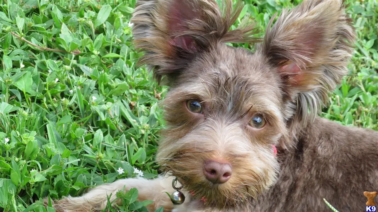 Yorkshire Terrier stud dog