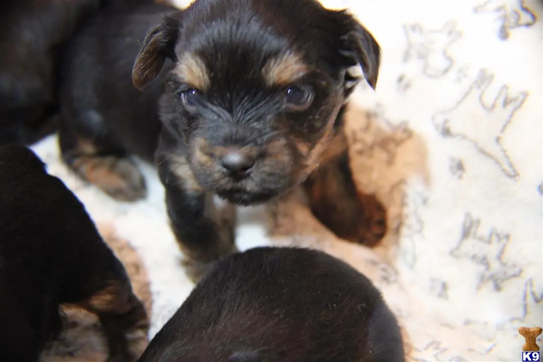 Yorkshire Terrier puppy for sale