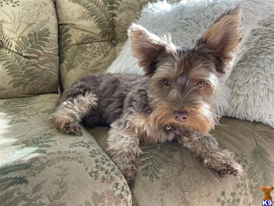 Yorkshire Terrier stud dog