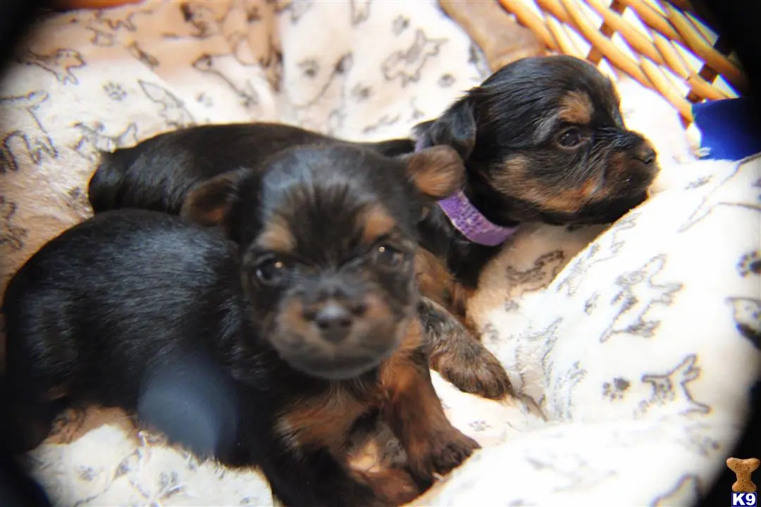 Yorkshire Terrier puppy for sale