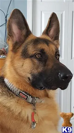 German Shepherd stud dog