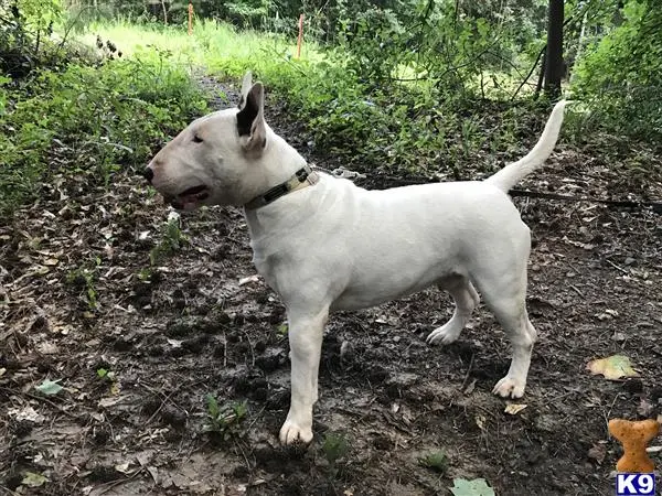 Bull Terrier stud dog