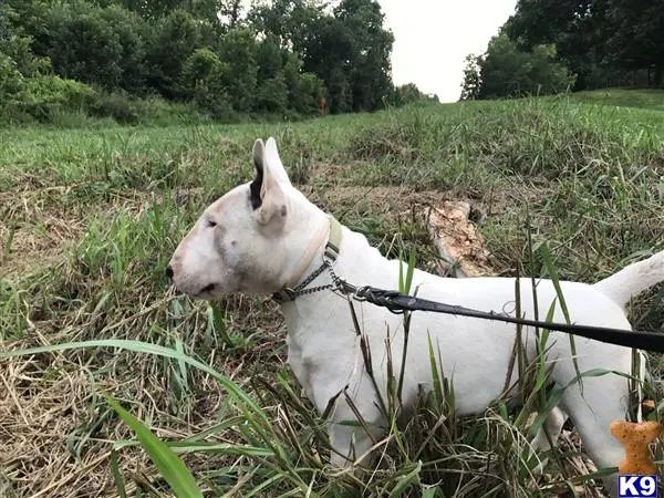 Bull Terrier stud dog