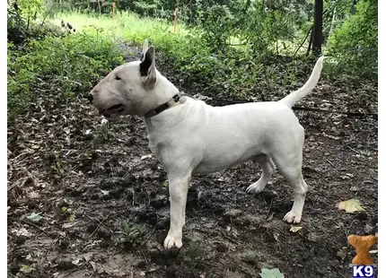 Bull Terrier