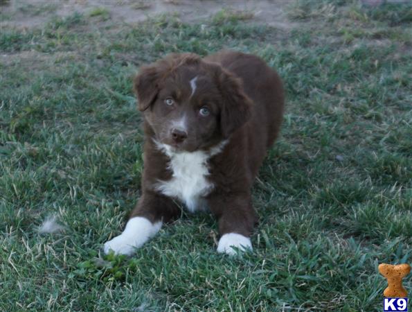 Australian Shepherd