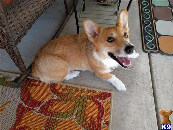 Pembroke Welsh Corgi female dog