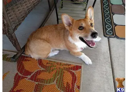Pembroke Welsh Corgi